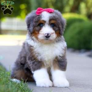 Sunny, Mini Bernedoodle Puppy